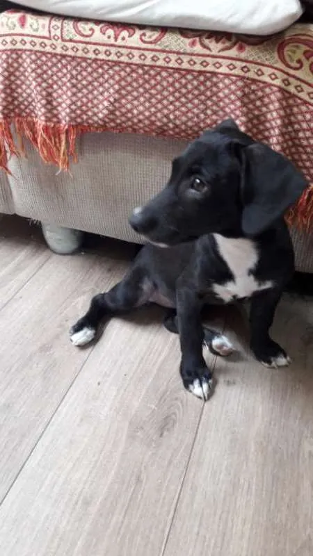 Cachorro ra a viralata idade 2 a 6 meses nome Madu