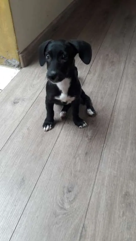 Cachorro ra a viralata idade 2 a 6 meses nome Madu