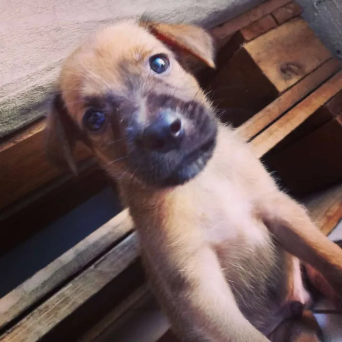 Cachorro raça Vira lata idade Abaixo de 2 meses nome Max