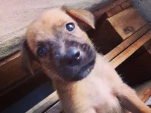 Cachorro raça Vira lata idade Abaixo de 2 meses nome Max