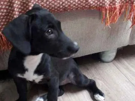 Cachorro ra a viralata idade 2 a 6 meses nome Madu
