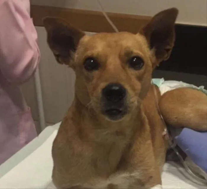 Cachorro ra a SRD idade 3 anos nome Olavo
