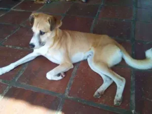 Cachorro raça SRD idade 3 anos nome Fubá