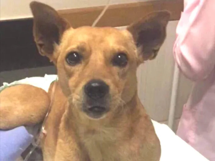 Cachorro ra a SRD idade 3 anos nome Olavo
