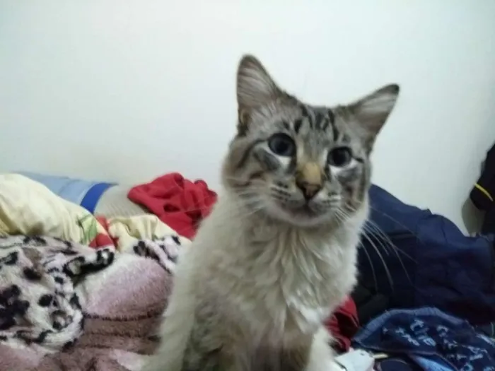 Gato ra a Mestiço de Siamês idade 1 ano nome Bob
