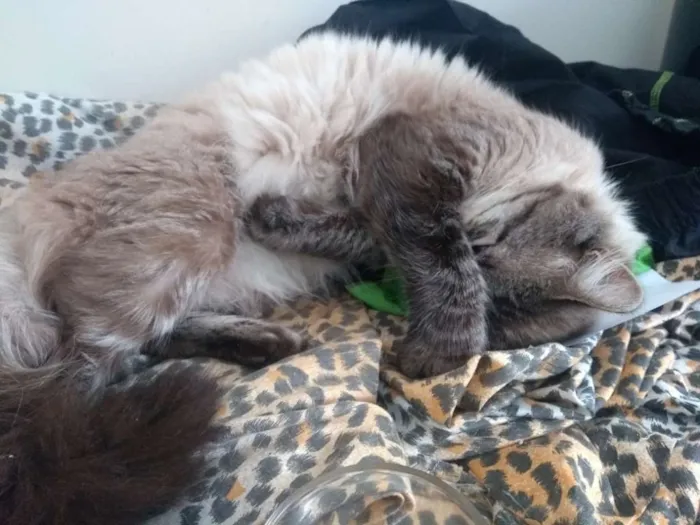 Gato ra a Mestiço de Siamês idade 1 ano nome Bob