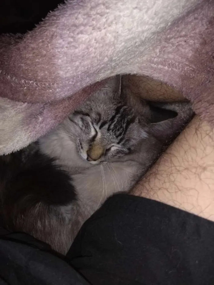 Gato ra a Mestiço de Siamês idade 1 ano nome Bob