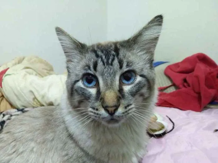 Gato ra a Mestiço de Siamês idade 1 ano nome Bob