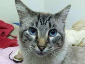Gato raça Mestiço de Siamês idade 1 ano nome Bob