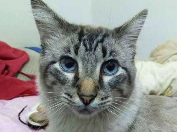 Gato ra a Mestiço de Siamês idade 1 ano nome Bob