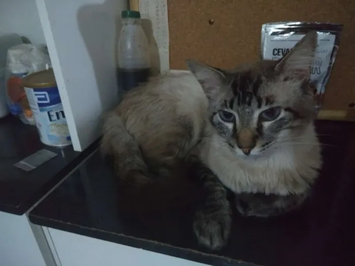 Gato ra a Mestiço de Siamês idade 1 ano nome Bob