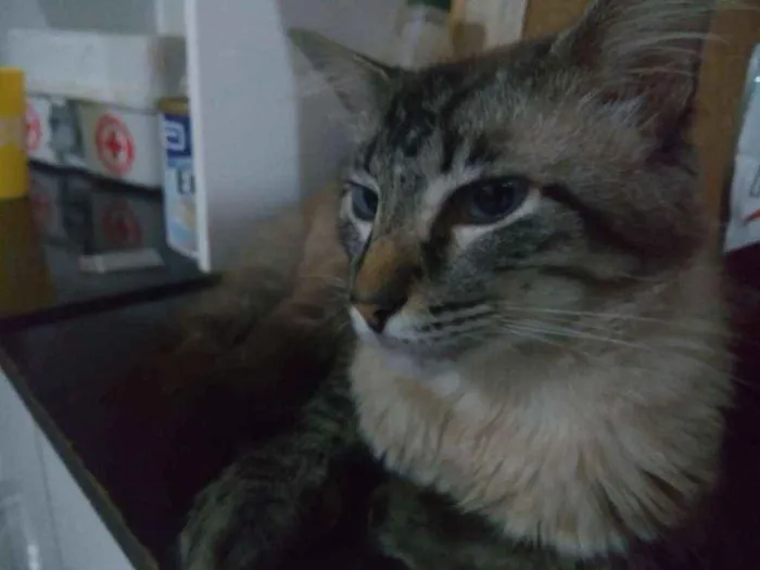 Gato ra a Mestiço de Siamês idade 1 ano nome Bob