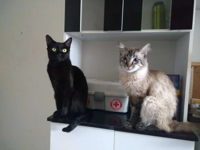 Gato ra a SRD idade 1 ano nome Nega