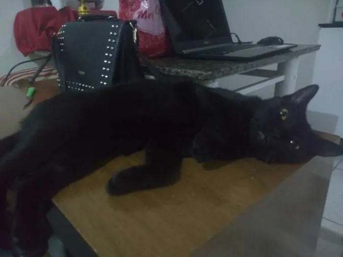 Gato ra a SRD idade 1 ano nome Nega