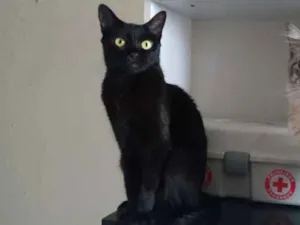 Gato raça SRD idade 1 ano nome Nega