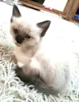 Fihotes Eliana