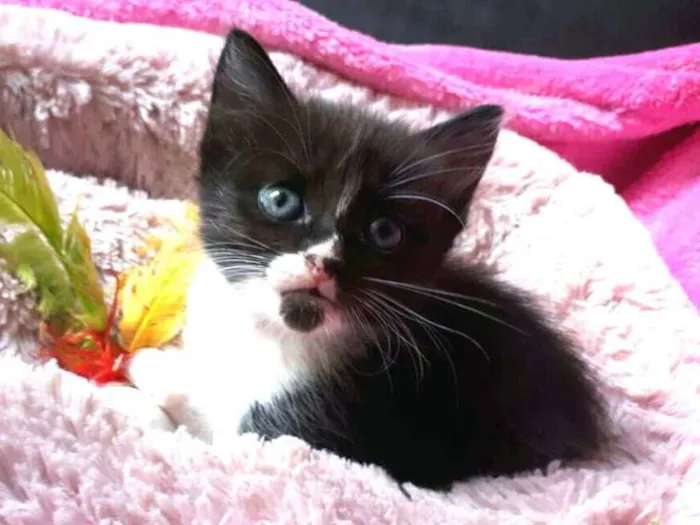 Gato ra a  idade Abaixo de 2 meses nome Fihotes Eliana