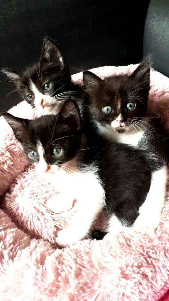 Gato ra a  idade Abaixo de 2 meses nome Fihotes Eliana