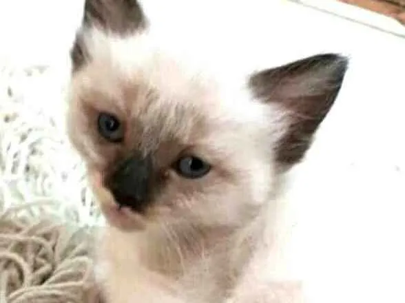 Gato ra a  idade Abaixo de 2 meses nome Fihotes Eliana