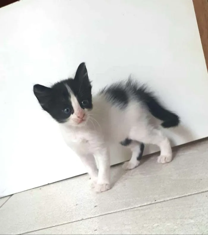 Gato ra a  idade Abaixo de 2 meses nome Fihotes Eliana
