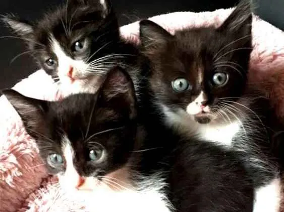 Gato ra a  idade Abaixo de 2 meses nome Fihotes Eliana
