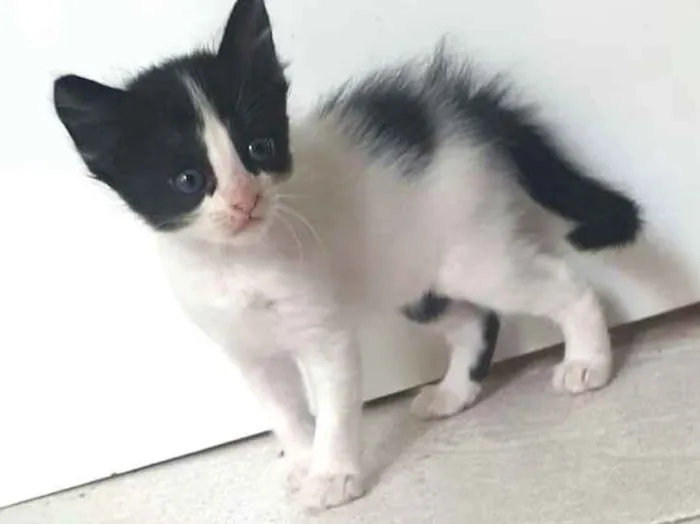 Gato ra a  idade Abaixo de 2 meses nome Fihotes Eliana