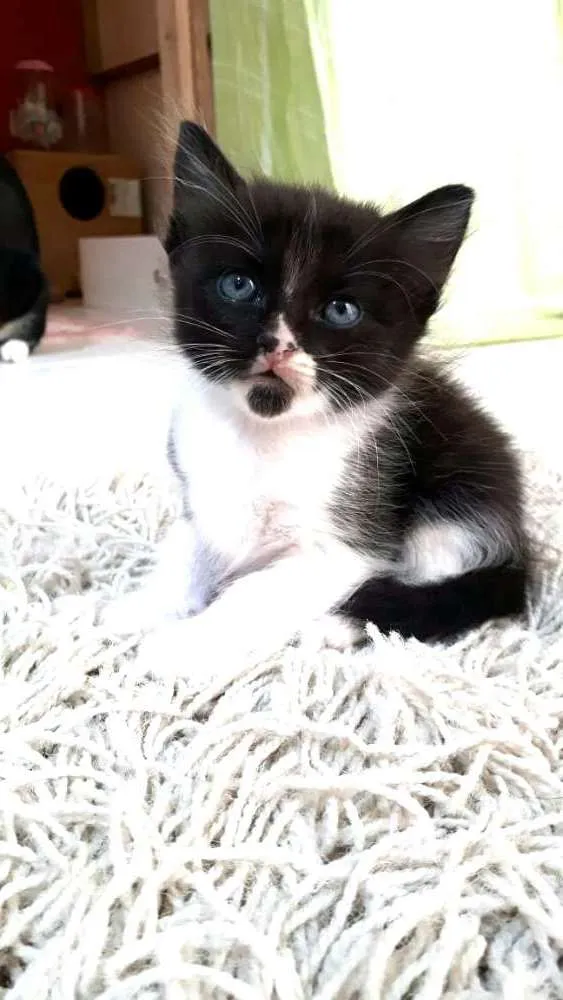 Gato ra a  idade Abaixo de 2 meses nome Fihotes Eliana