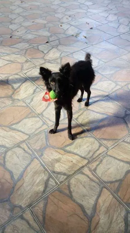 Cachorro raça SRD idade 1 ano nome Pretinha