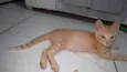 Gatinho Laranja Ana