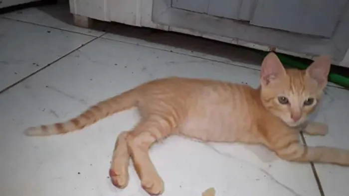 Gato raça SRD idade 2 a 6 meses nome Gatinho Laranja Ana
