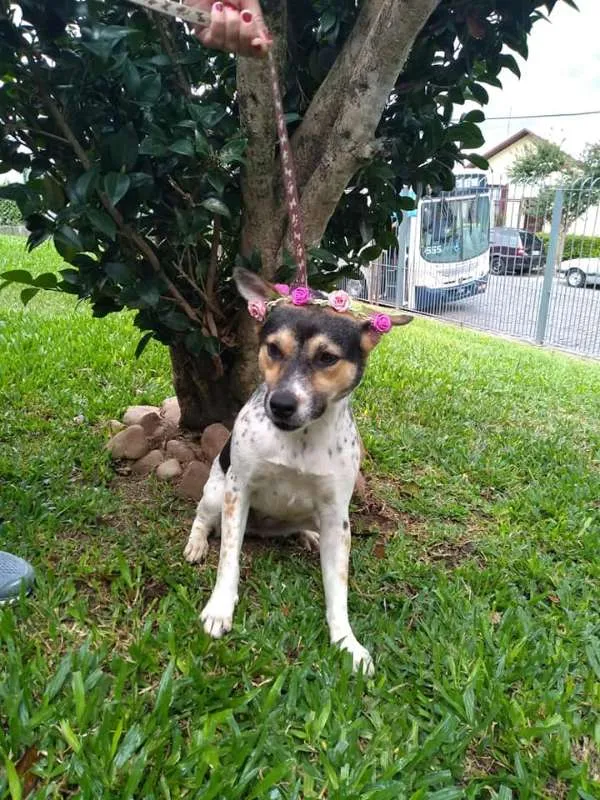 Cachorro raça Mestoça de Boiadeiro Australia idade 2 anos nome Amy