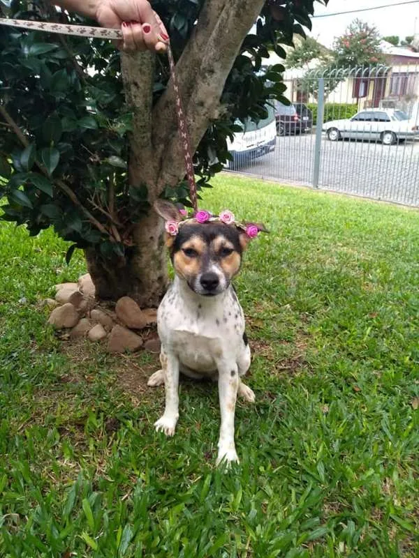 Cachorro raça Mestoça de Boiadeiro Australia idade 2 anos nome Amy