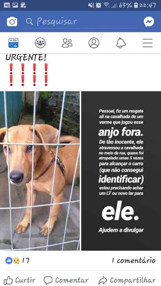 Cachorro ra a SRD idade 2 a 6 meses nome Sem nome