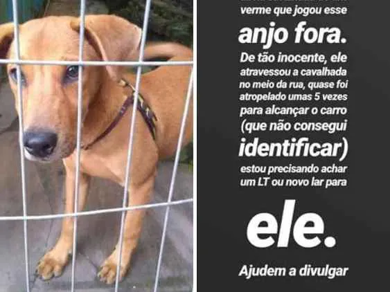 Cachorro ra a SRD idade 2 a 6 meses nome Sem nome