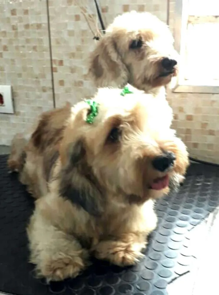 Cachorro ra a Daschund Teckel pêlo duro idade 3 anos nome Zeca ou Susi