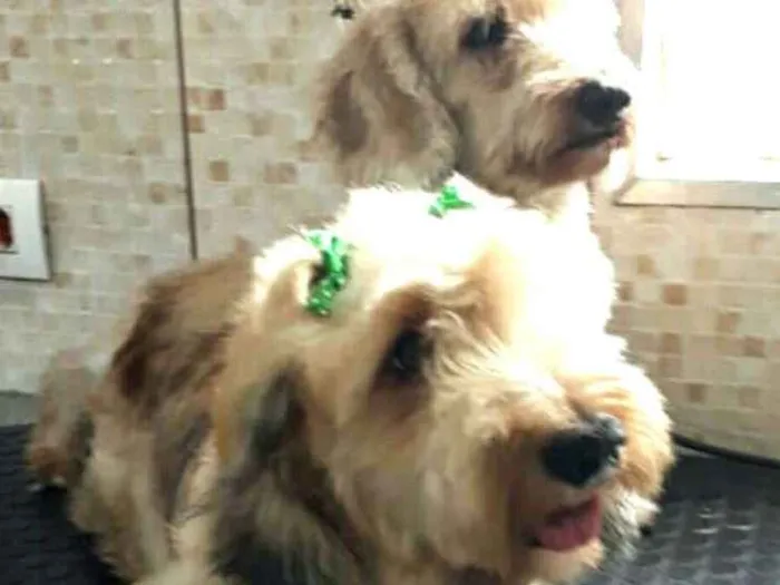 Cachorro ra a Daschund Teckel pêlo duro idade 3 anos nome Zeca ou Susi