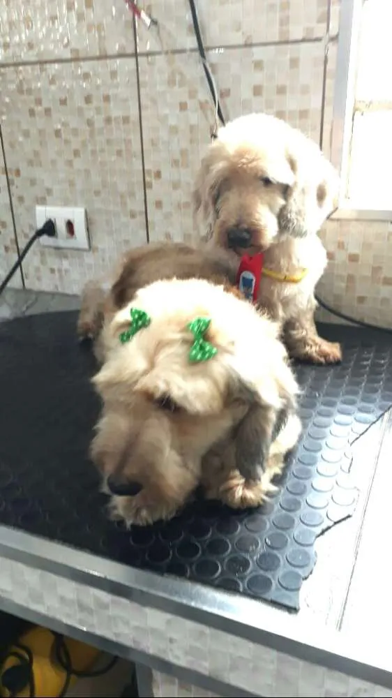 Cachorro ra a Daschund Teckel pêlo duro idade 3 anos nome Zeca ou Susi