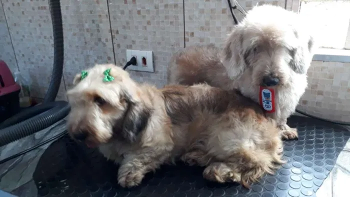 Cachorro ra a Daschund Teckel pêlo duro idade 3 anos nome Zeca ou Susi