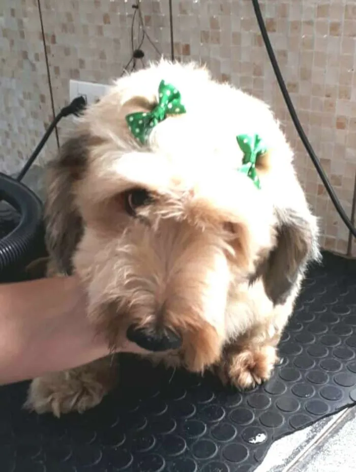 Cachorro ra a Daschund Teckel pêlo duro idade 3 anos nome Zeca ou Susi