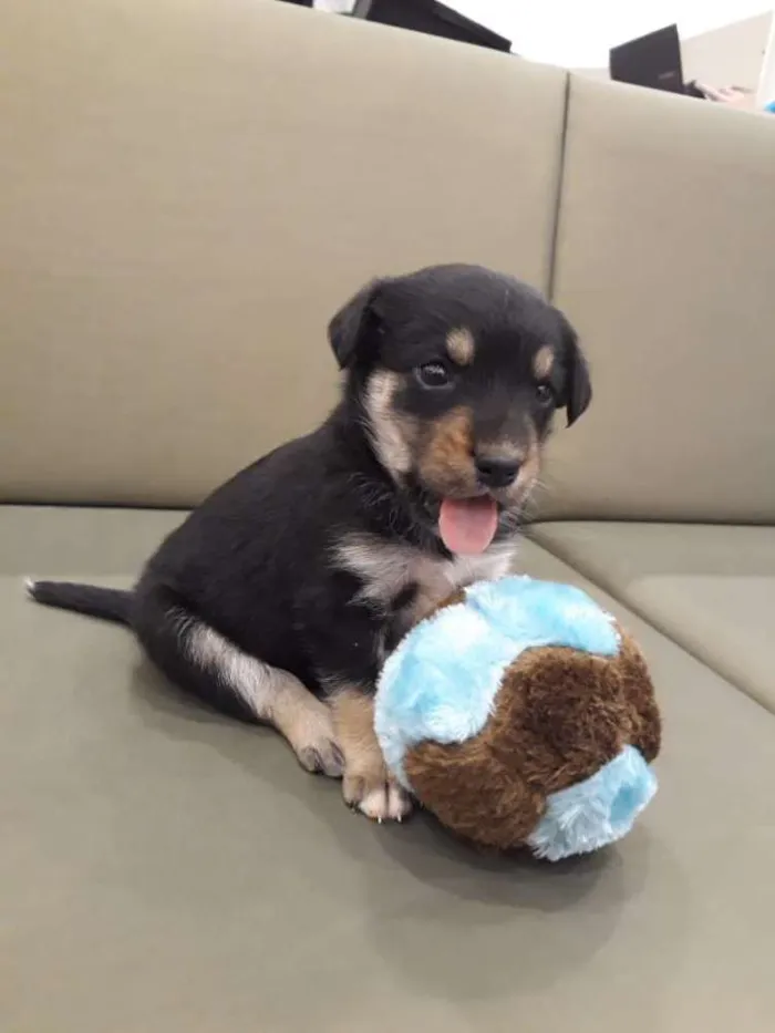 Cachorro ra a  idade Abaixo de 2 meses nome Ozzy 