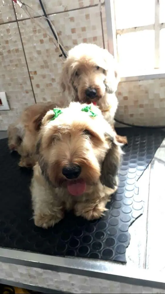 Cachorro ra a Daschund Teckel pêlo duro idade 3 anos nome Zeca ou Susi