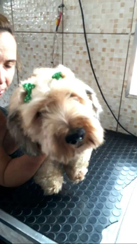 Cachorro ra a Daschund Teckel pêlo duro idade 3 anos nome Zeca ou Susi