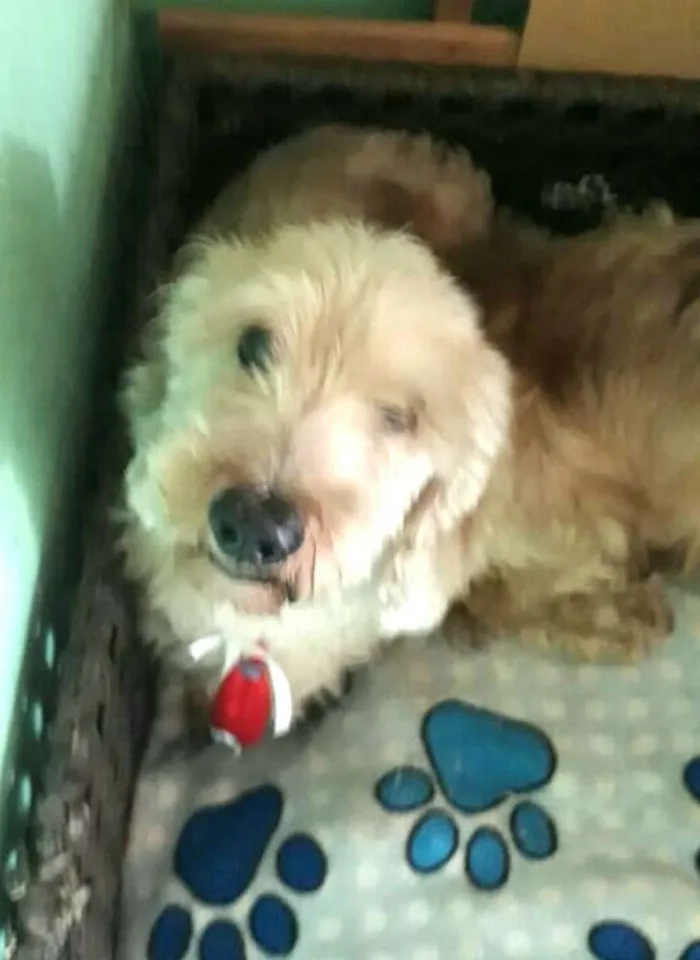 Cachorro ra a Daschund Teckel pêlo duro idade 3 anos nome Zeca ou Susi