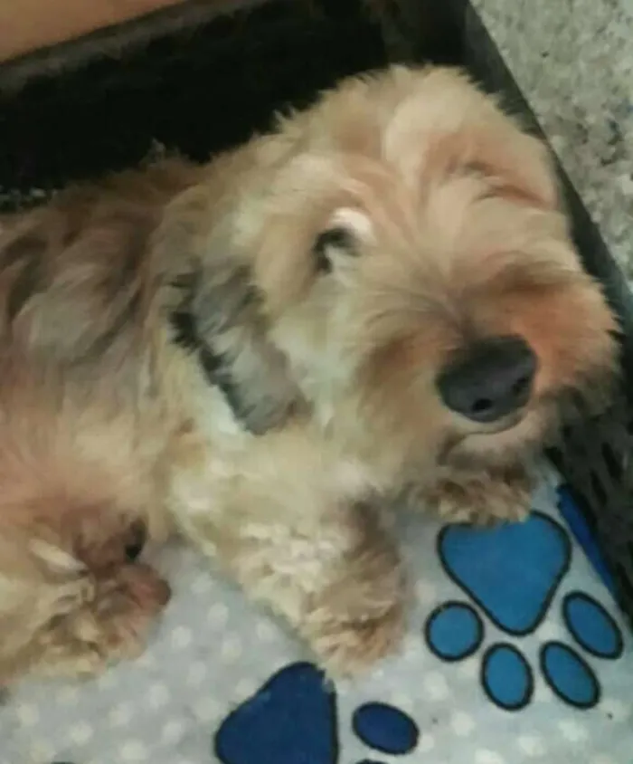Cachorro ra a Daschund Teckel pêlo duro idade 3 anos nome Zeca ou Susi