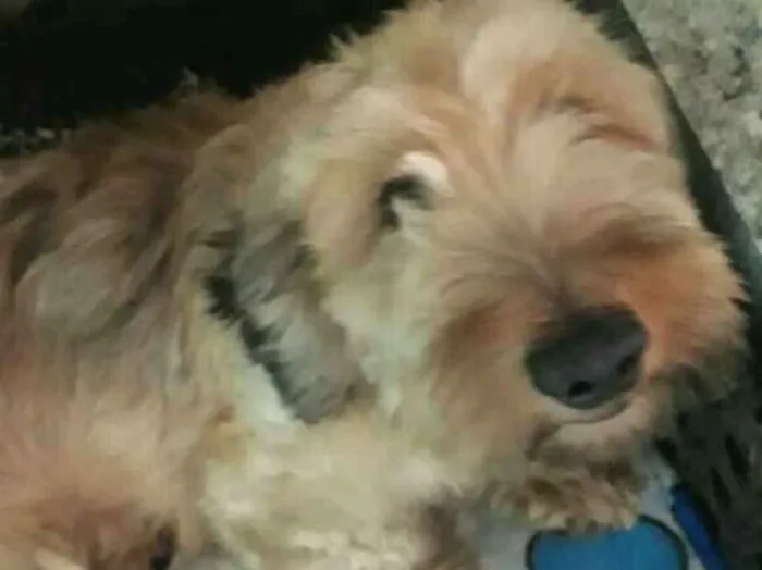 Cachorro ra a Daschund Teckel pêlo duro idade 3 anos nome Zeca ou Susi