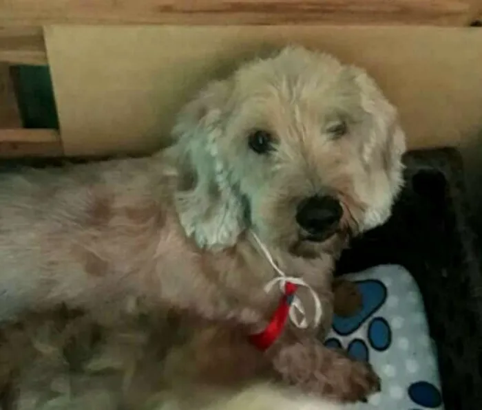 Cachorro ra a Daschund Teckel pêlo duro idade 3 anos nome Zeca ou Susi