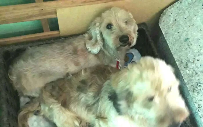 Cachorro ra a Daschund Teckel pêlo duro idade 3 anos nome Zeca ou Susi