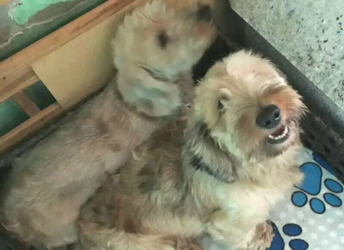 Cachorro ra a Daschund Teckel pêlo duro idade 3 anos nome Zeca ou Susi