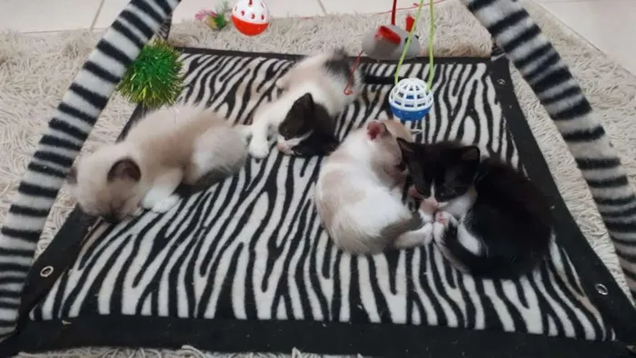 Gato ra a  idade Abaixo de 2 meses nome Fihotes Eliana