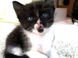 Gato raça  idade Abaixo de 2 meses nome Fihotes Eliana
